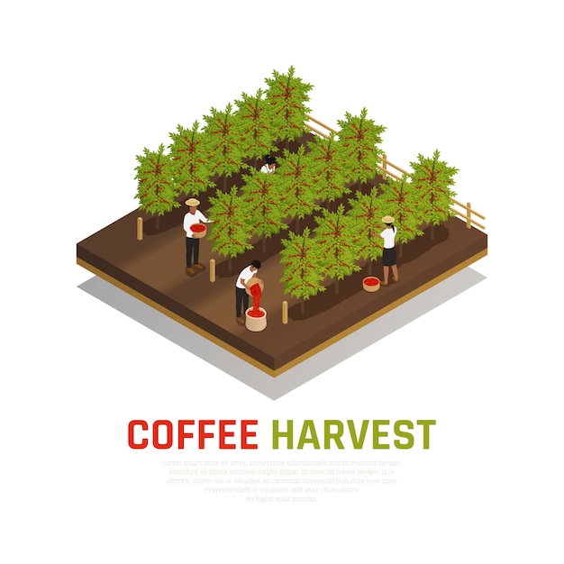 Free Vector isometric coffee harvest