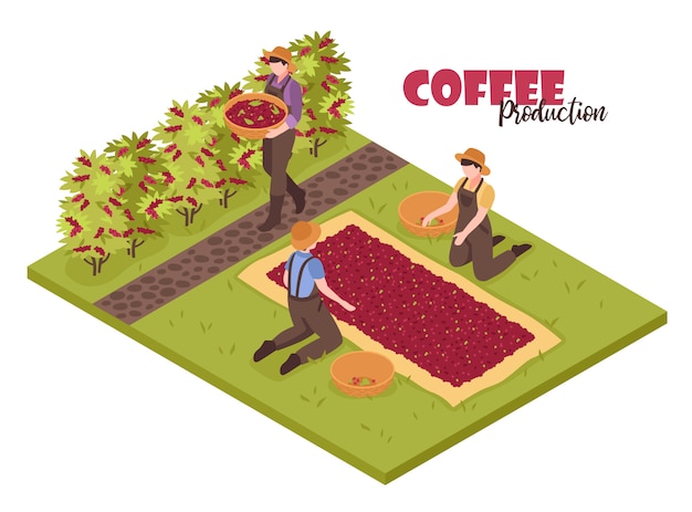 Free Vector isometric coffee production white  with plants bushes and people collecting beans with editable ornate text 