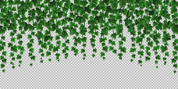 Free Vector ivy climbing vines frame, green leaves of creeper