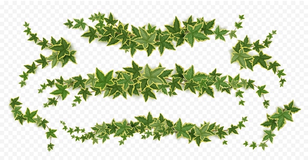 Free Vector ivy vines creeper branches with green leaves