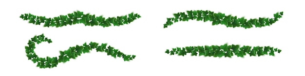 Free Vector ivy vines with green leaves, climbing plants