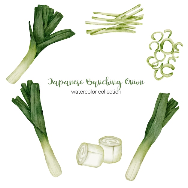 Free Vector japanese bunching onion in watercolor collection with full, slice and cut in half