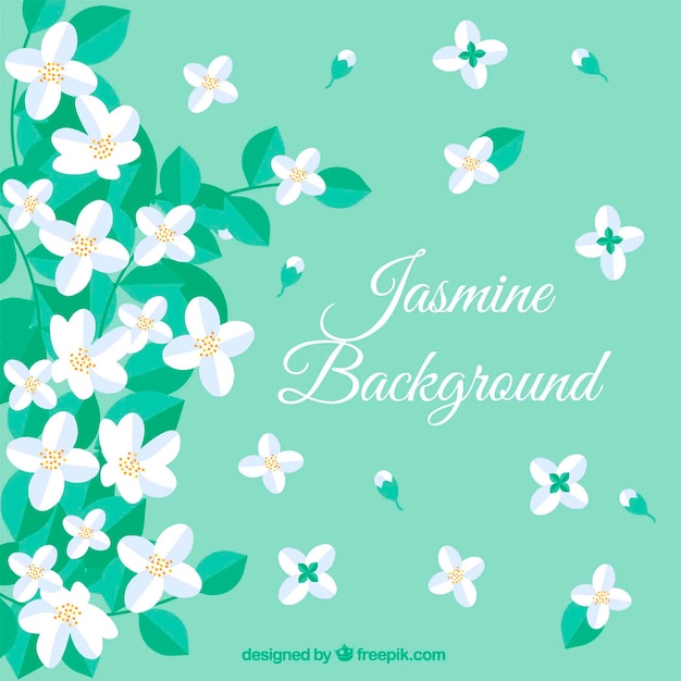 Free Vector jasmine background with flat flowers