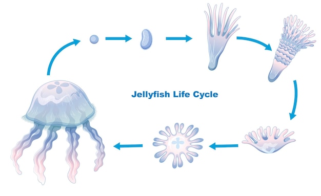 Free Vector jellyfish life cycle for kids education