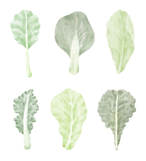 Kale leaf vegetable Cartoon isolated in watercolor style.