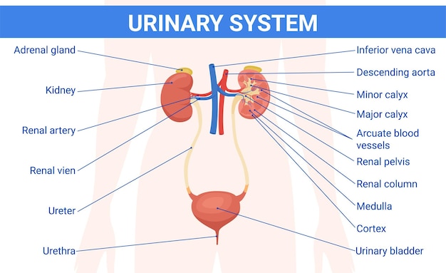 Free vector kidney urinary system flat infographics with text captions pointing to human body silhouette with organ images vector illustration