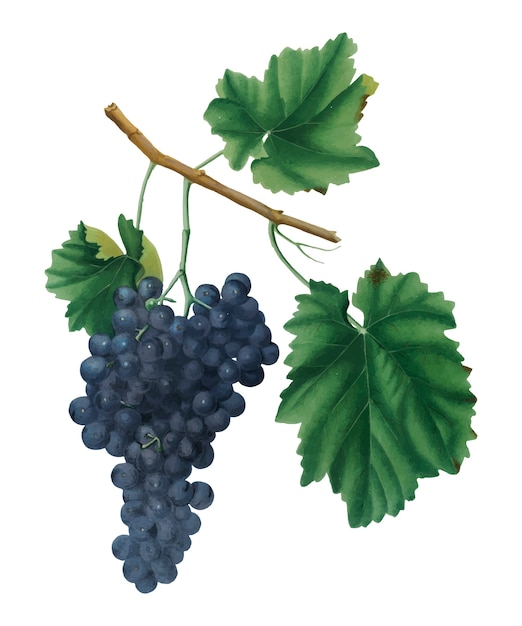 Free Vector lacrima grapes from pomona italiana illustration