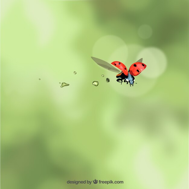 Ladybug flying