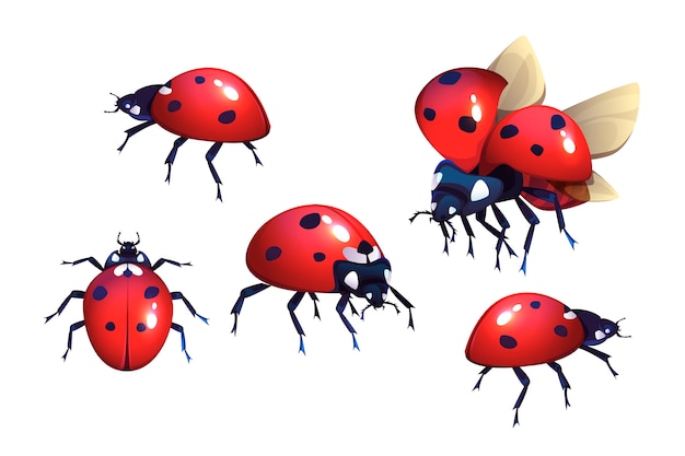 Free Vector ladybugs with red and black spots