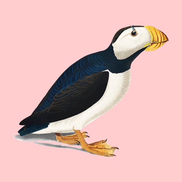 Large billed Puffin illustration