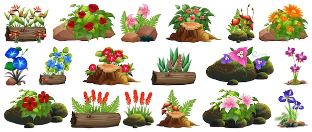 Large set of colorful flowers on rocks and wood