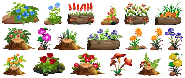 Large set of colorful flowers on rocks and wood