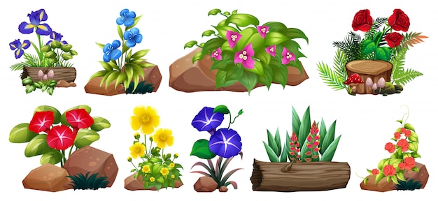 Large set of colorful flowers on rocks and wood