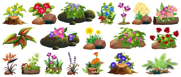 Large set of colorful flowers on rocks and wood