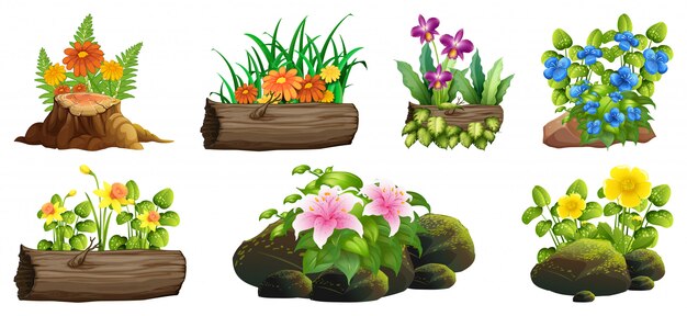 Large set of colorful flowers on rocks and wood