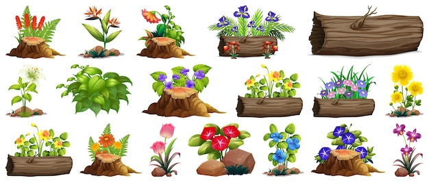 Large set of colorful flowers on rocks and wood