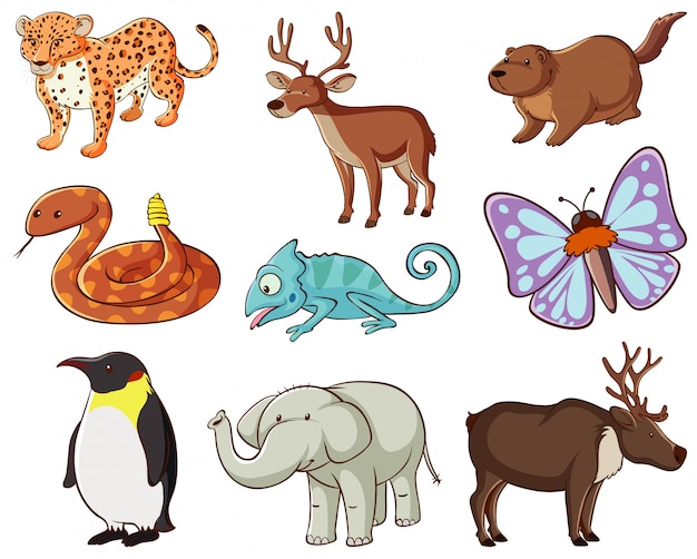 Free Vector large set of wildlife with many types of animals