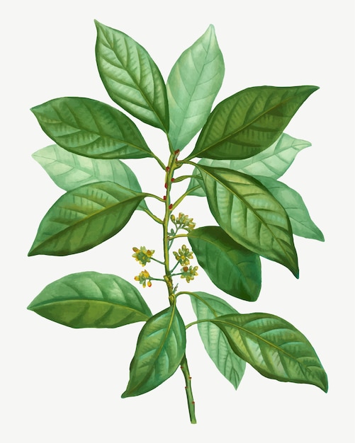 Free Vector laurus borbonia tree branch