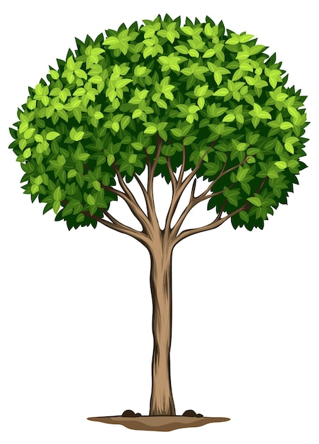 Free Vector a laurus nobilis tree