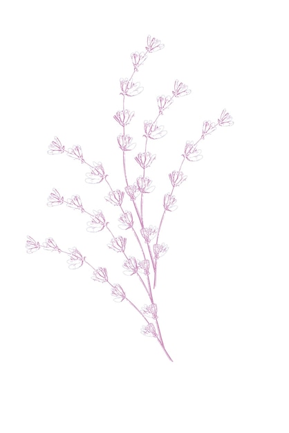 Free Vector lavender flowers vector sketch delicate floral bouquet for ceremony wedding cards