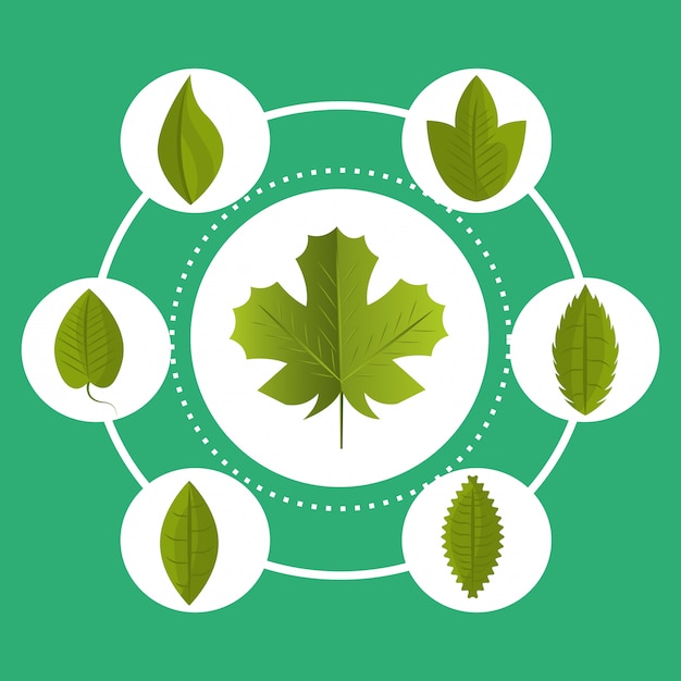 Free Vector leaf and leaves ecology graphic 