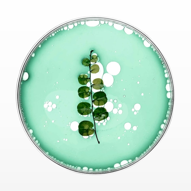 Leaf in petri dish vector natural essential oil product