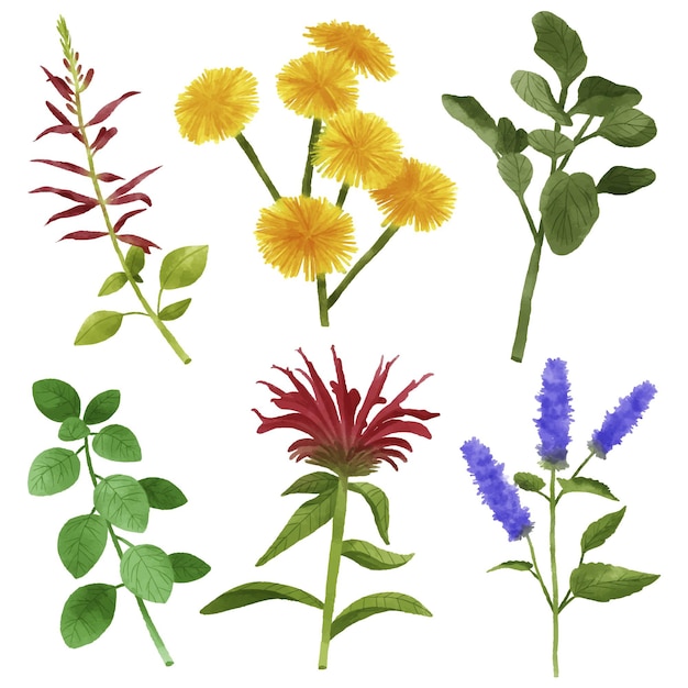 Free Vector leaves and flowers collection