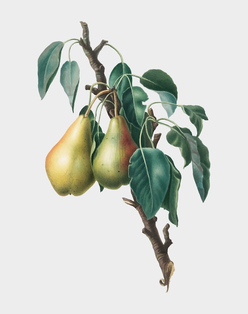 Free Vector lemon pear from pomona italiana illustration