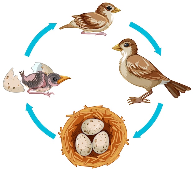 Free vector life cycle of bird on white