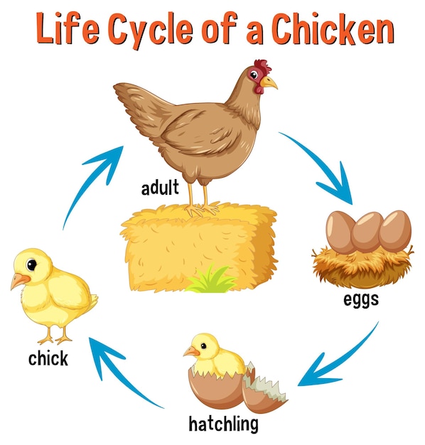 Free Vector life cycle of a chicken