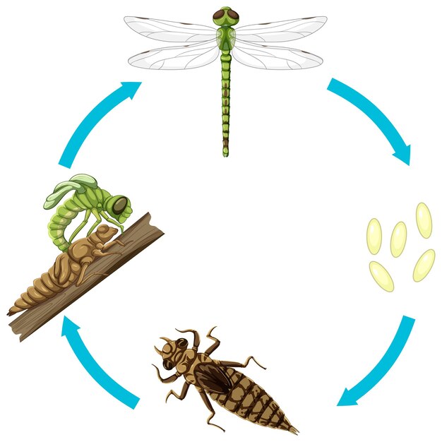 Life cycle of dragon fly on white background