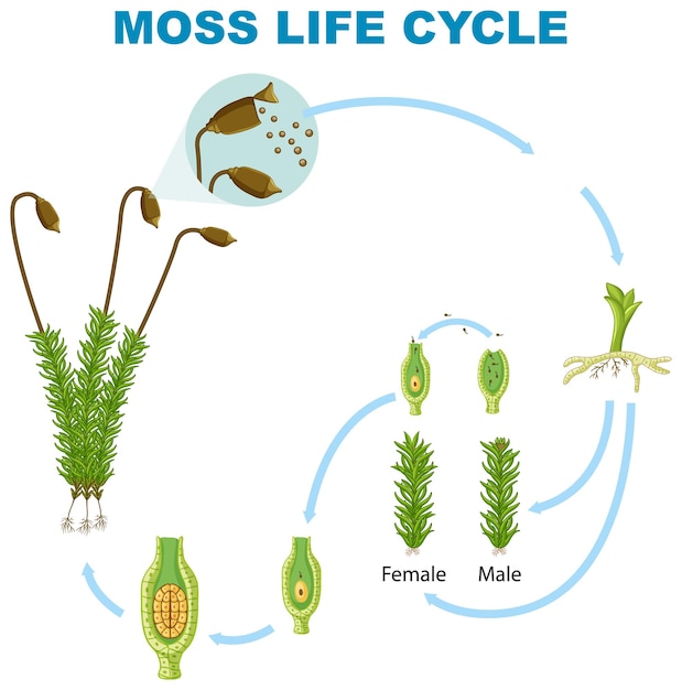 Free vector the life cycle of moss