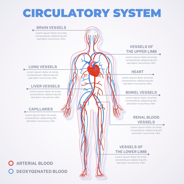 Free Vector linear circulatory system infographic