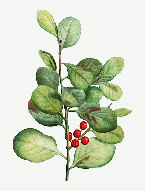 Free Vector lingonberry plant