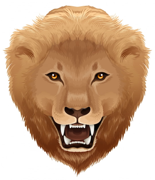 Free Vector lion illustration - species pathera leo