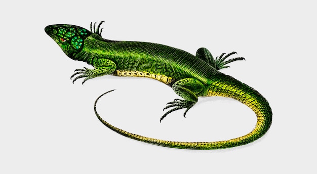 Free Vector lizard 