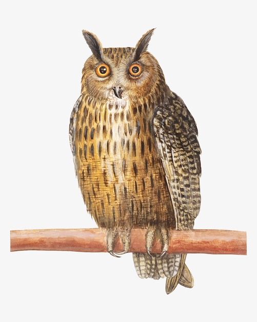 Free Vector long eared owl in vintage style