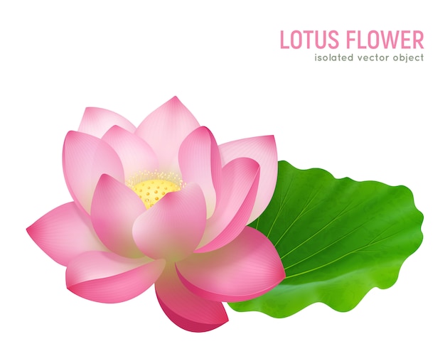 Free vector lotus flower realistic