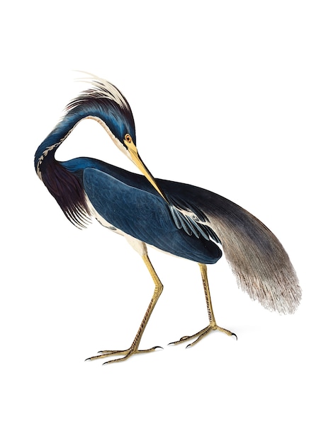 Free vector louisiana heron illustration