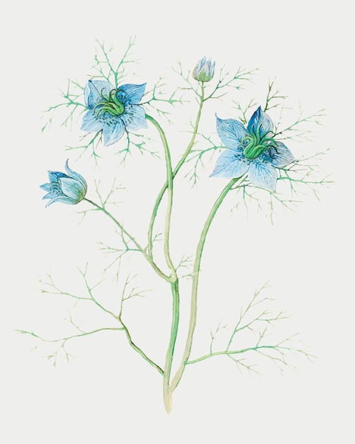 Love in a mist flower