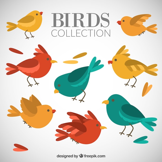 Free Vector lovely birds pack