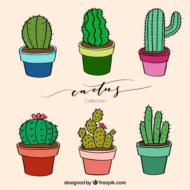 Lovely cactus with hand drawn style