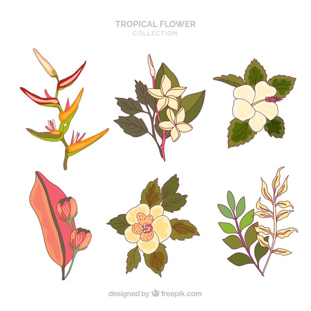 Lovely hand drawn tropical flower collection