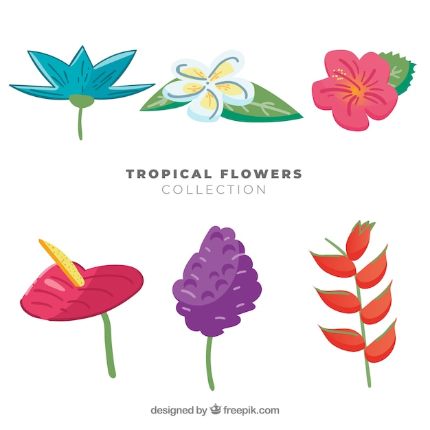 Lovely hand drawn tropical flower collection