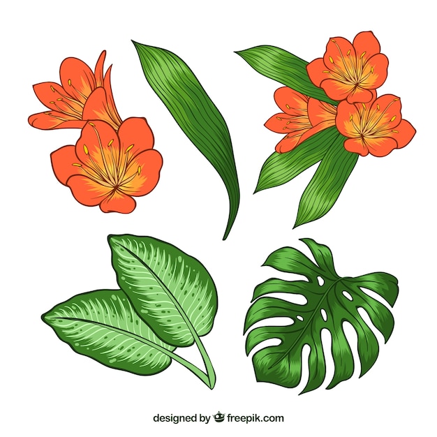 Lovely hand drawn tropical flower collection