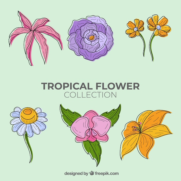 Lovely hand drawn tropical flower collection