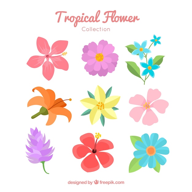 Lovely hand drawn tropical flower collection