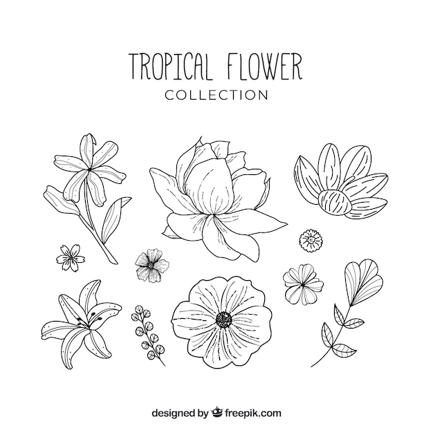 Lovely hand drawn tropical flower collection