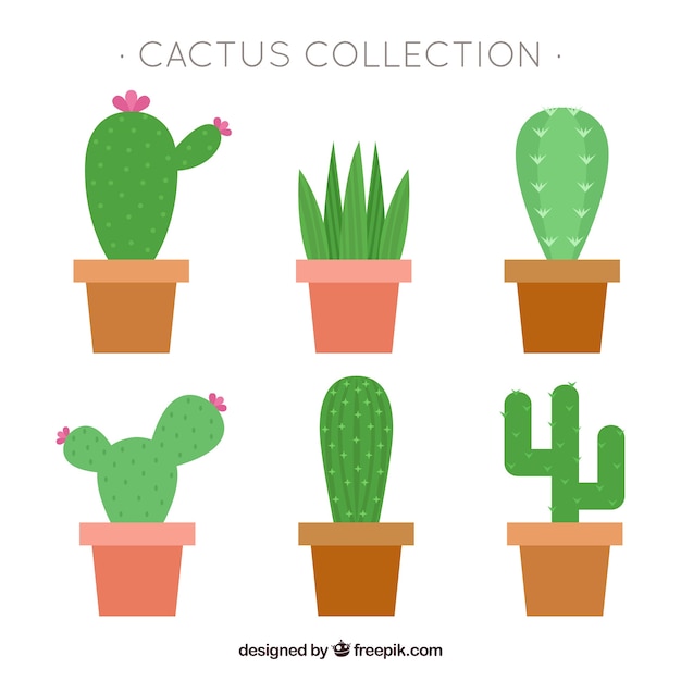 Lovely set of flat cactus