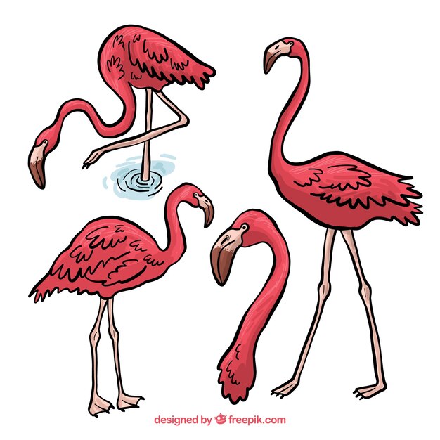 Lovely set of hand drawn flamingos